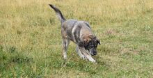 ENGIE, Hund, Mischlingshund in Slowakische Republik - Bild 4