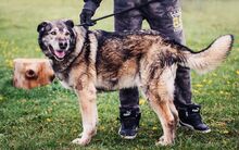 ENGIE, Hund, Mischlingshund in Slowakische Republik - Bild 5