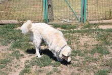 SOLEIL, Hund, Kuvasz in Ungarn - Bild 1