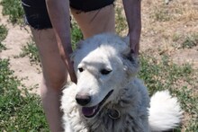 SOLEIL, Hund, Kuvasz in Ungarn - Bild 3