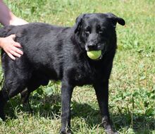 DUNCO, Hund, Mischlingshund in Slowakische Republik - Bild 2