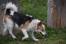 DASTYK2, Hund, Mischlingshund in Slowakische Republik - Bild 1