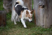 DASTYK2, Hund, Mischlingshund in Slowakische Republik - Bild 2
