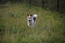 DASTYK2, Hund, Mischlingshund in Slowakische Republik - Bild 3