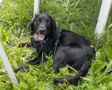 REPCE, Hund, Mischlingshund in Weidenbach - Bild 1