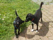 REPCE, Hund, Mischlingshund in Weidenbach - Bild 2