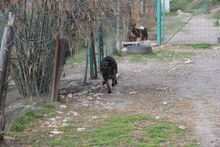 NUBIA, Hund, Mischlingshund in Ungarn - Bild 2
