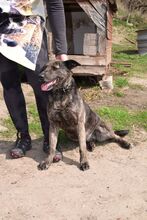 NUBIA, Hund, Mischlingshund in Ungarn - Bild 3