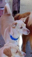 ALFA, Hund, Mischlingshund in Gernsbach - Bild 12