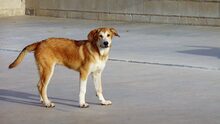 MUFASA, Hund, Mastin Español in Spanien - Bild 1
