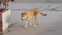 MUFASA, Hund, Mastin Español in Spanien - Bild 2