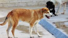 MUFASA, Hund, Mastin Español in Spanien - Bild 4