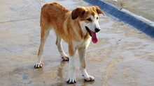 MUFASA, Hund, Mastin Español in Spanien - Bild 5
