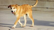 MUFASA, Hund, Mastin Español in Spanien - Bild 7