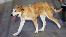 MUFASA, Hund, Mastin Español in Spanien - Bild 8