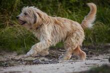 DOBY, Hund, Mischlingshund in Slowakische Republik - Bild 2