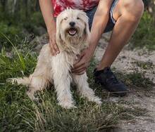 DOBY, Hund, Mischlingshund in Slowakische Republik - Bild 3