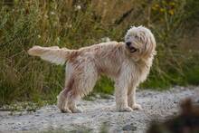 DOBY, Hund, Mischlingshund in Slowakische Republik - Bild 4