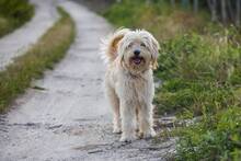 DOBY, Hund, Mischlingshund in Slowakische Republik - Bild 6