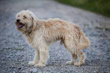 DOBY, Hund, Mischlingshund in Slowakische Republik - Bild 7
