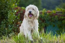 DOBY, Hund, Mischlingshund in Slowakische Republik - Bild 8