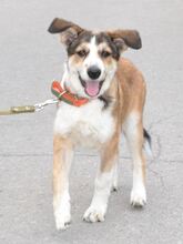 KIRRI, Hund, Mischlingshund in Russische Föderation - Bild 10
