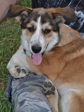 KIRRI, Hund, Mischlingshund in Russische Föderation - Bild 11