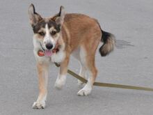KIRRI, Hund, Mischlingshund in Russische Föderation - Bild 13