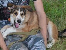KIRRI, Hund, Mischlingshund in Russische Föderation - Bild 14