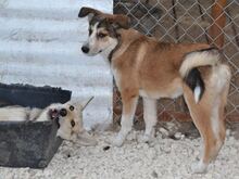 KIRRI, Hund, Mischlingshund in Russische Föderation - Bild 3