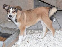 KIRRI, Hund, Mischlingshund in Russische Föderation - Bild 4