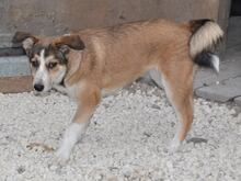 KIRRI, Hund, Mischlingshund in Russische Föderation - Bild 5