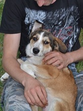 KIRRI, Hund, Mischlingshund in Russische Föderation - Bild 8