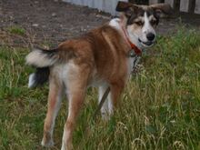 KIRRI, Hund, Mischlingshund in Russische Föderation - Bild 9