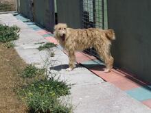 YUMA, Hund, Mischlingshund in Menden - Bild 12