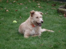 YUMA, Hund, Mischlingshund in Menden - Bild 3