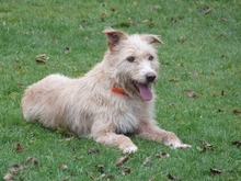 YUMA, Hund, Mischlingshund in Menden - Bild 8