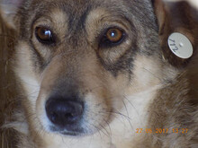 MAGGIE, Hund, Mischlingshund in Mettmann - Bild 14