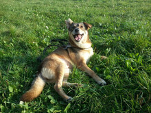 MAGGIE, Hund, Mischlingshund in Mettmann - Bild 9