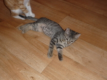 MILO, Katze, Hauskatze in Marburg - Bild 3