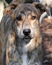 RORU, Hund, Mischlingshund in Italien - Bild 1