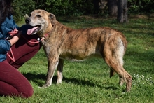 RORU, Hund, Mischlingshund in Italien - Bild 7
