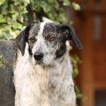COCCOLA, Hund, Mischlingshund in Kreuzau - Bild 11