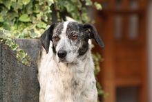 COCCOLA, Hund, Mischlingshund in Kreuzau - Bild 5