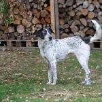 COCCOLA, Hund, Mischlingshund in Kreuzau - Bild 6