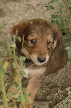 NICO, Hund, Mischlingshund in Rumänien - Bild 4