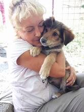 NICO, Hund, Mischlingshund in Rumänien - Bild 5