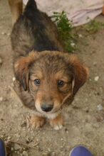 NICO, Hund, Mischlingshund in Rumänien - Bild 6