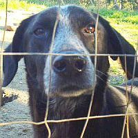 CICCIO, Hund, Mischlingshund in Italien - Bild 1