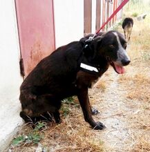 CICCIO, Hund, Mischlingshund in Italien - Bild 10